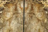Petrified Wood (Conifer) Bookends - Oregon #271396-2